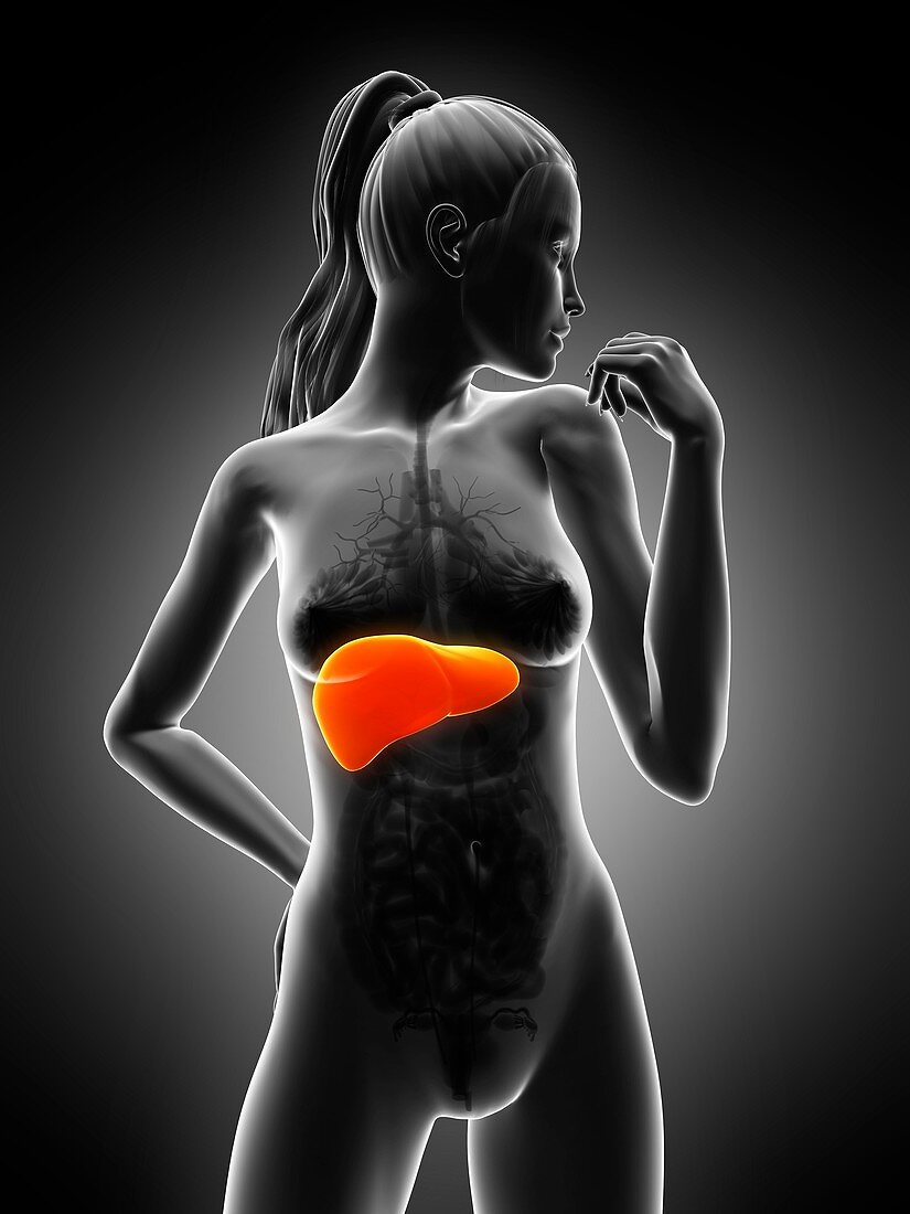 Healthy liver,artwork