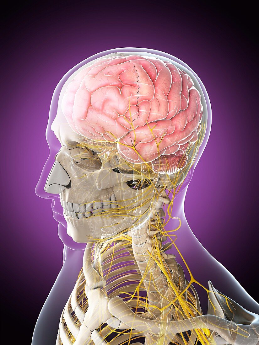 Male nervous system,artwork