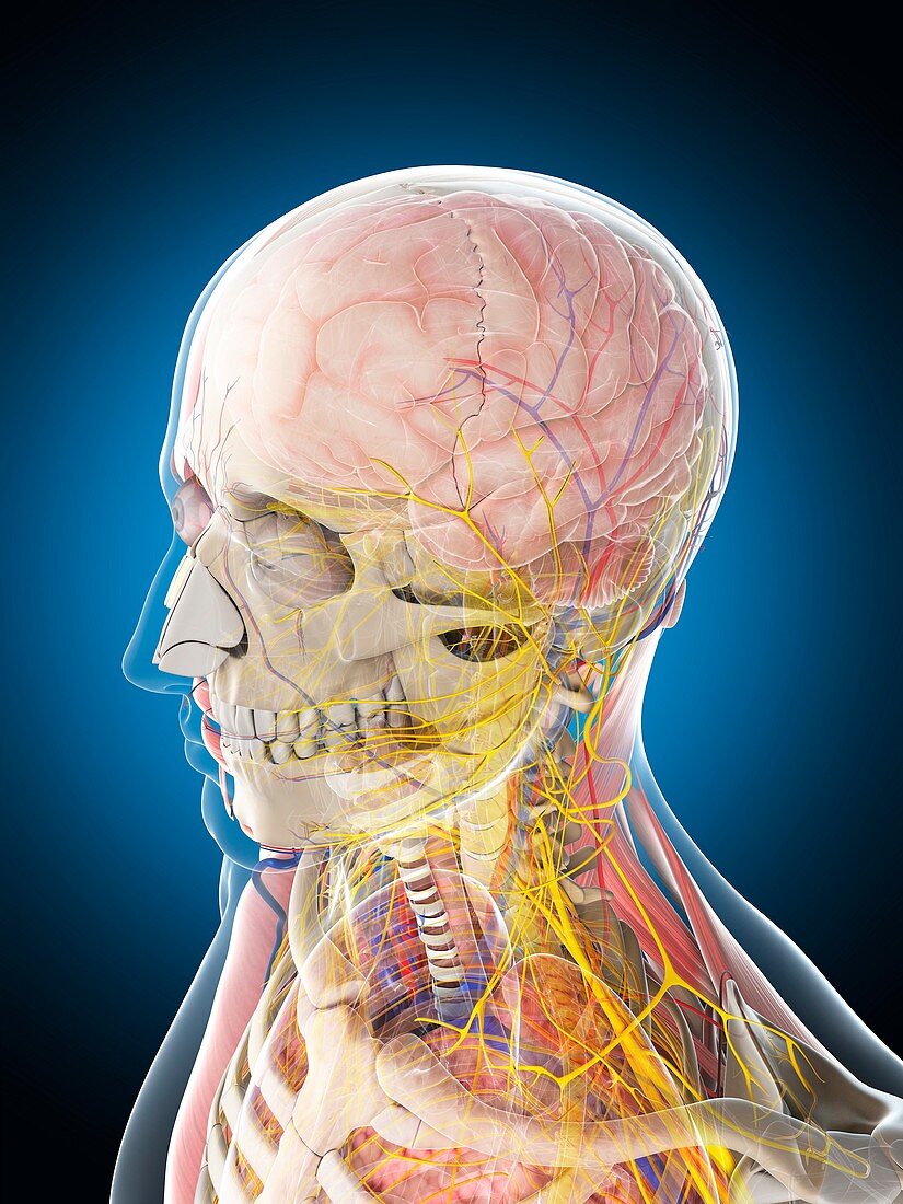 Male nervous system,artwork