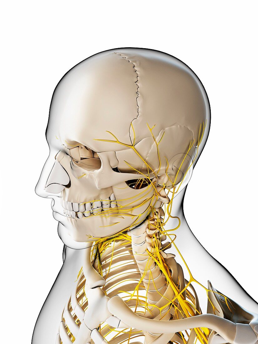 Male nervous system,artwork