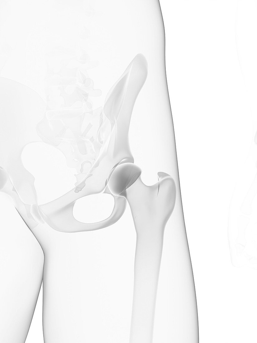 Male pelvis bones,artwork