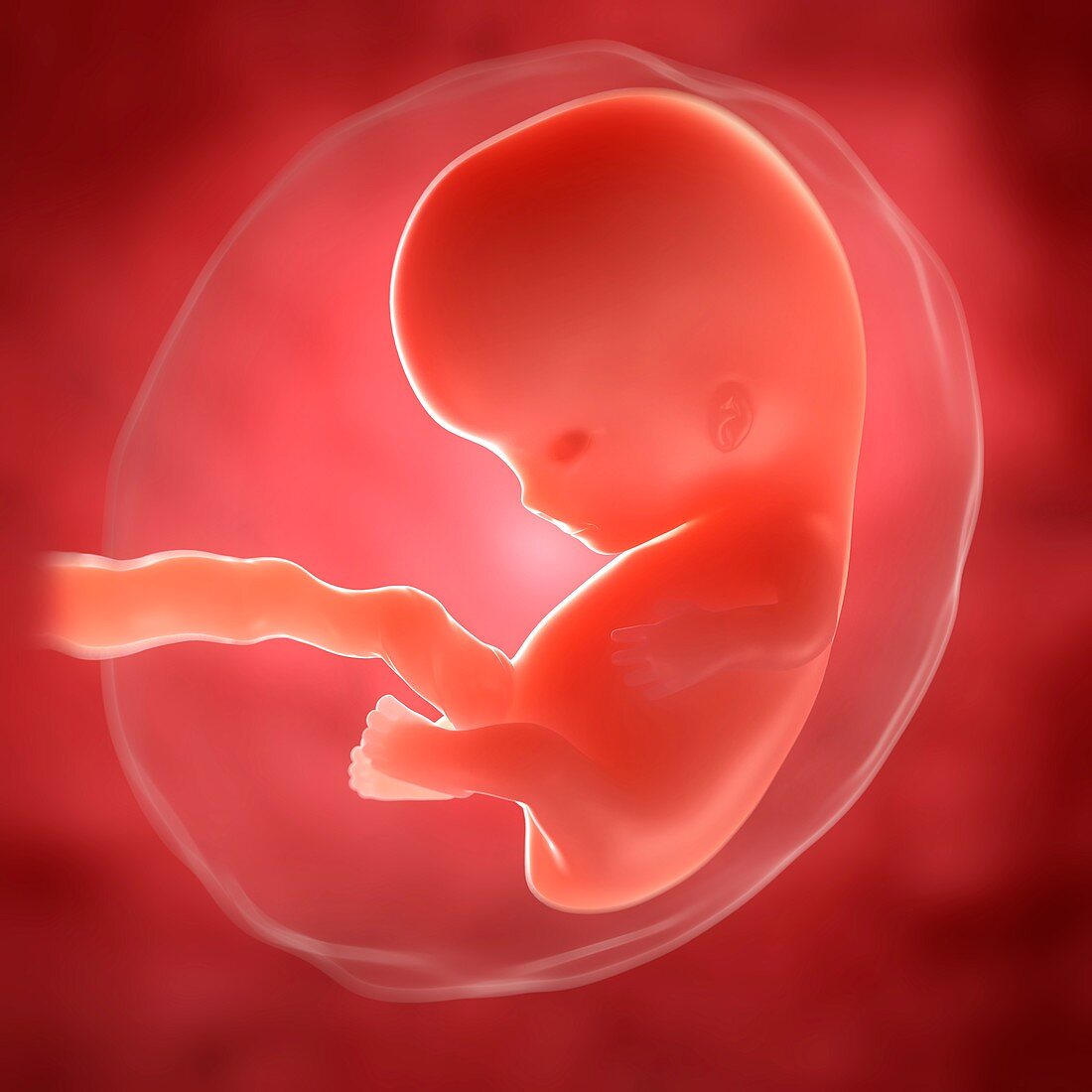 Foetus at 8 weeks,artwork