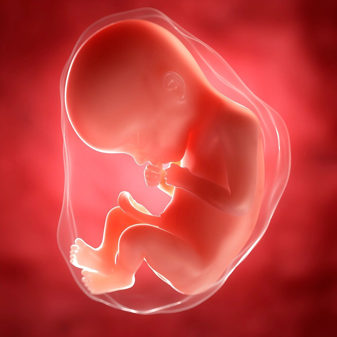 Foetus at 22 weeks,artwork