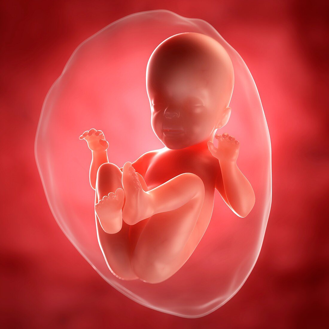 Foetus at 26 weeks,artwork