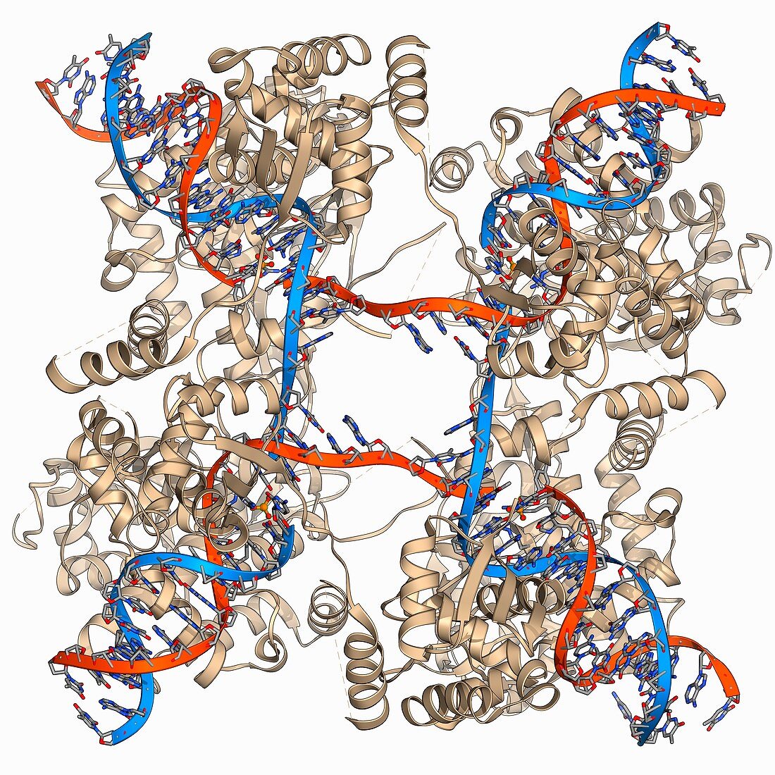 DNA Holliday junction complex