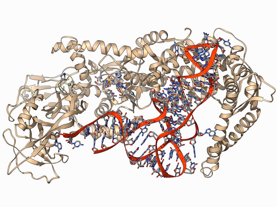 Valyl-tRNA synthetase molecule