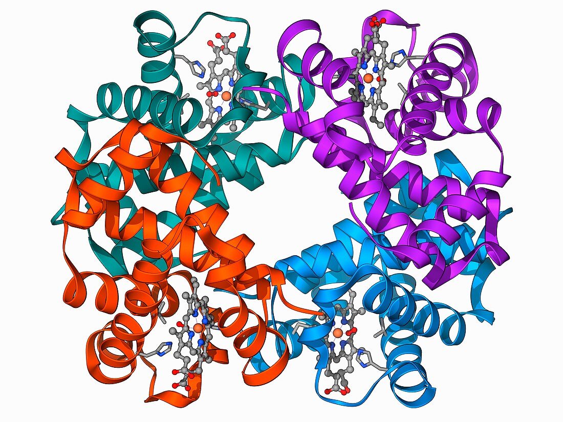 Haemoglobin molecule