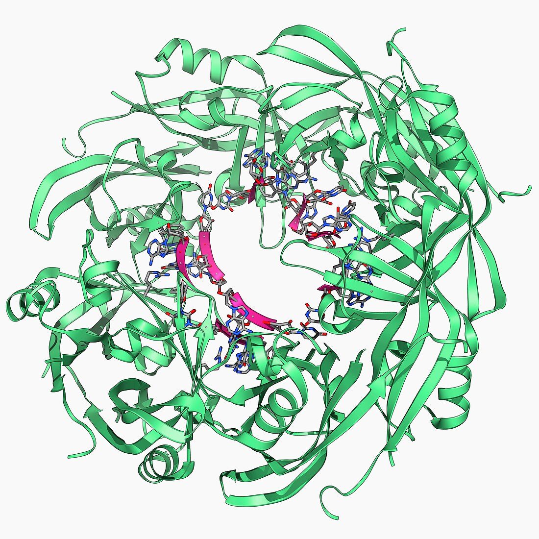 Ebola matrix protein molecule