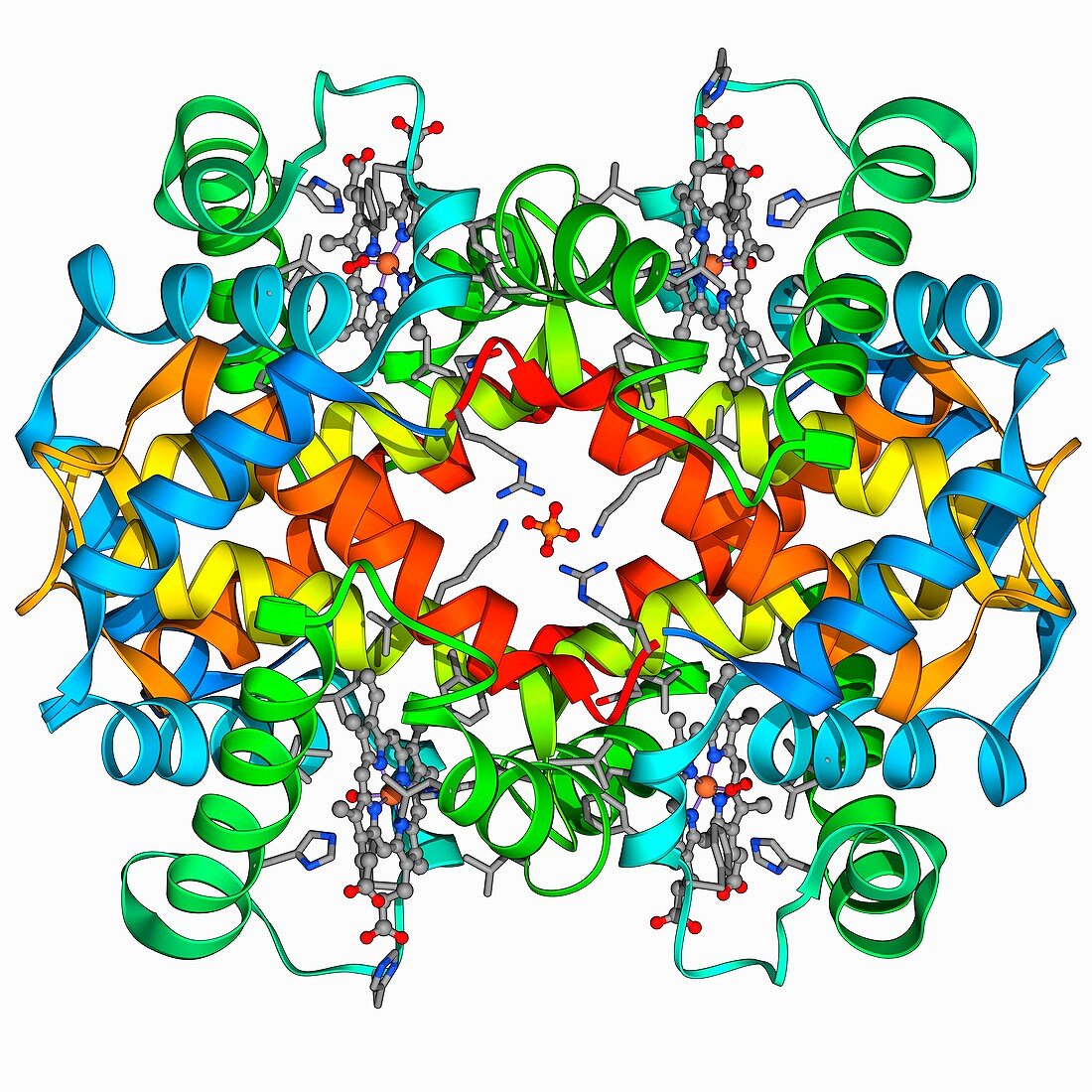 Haemoglobin molecule