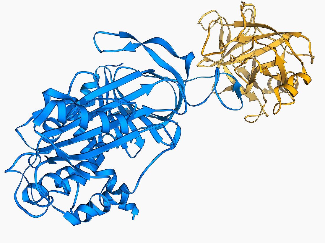 Proteinase inhibitor molecule
