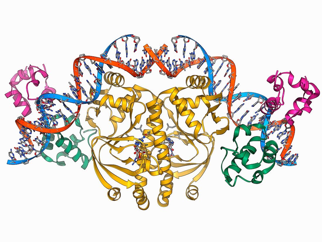 Gene activator protein