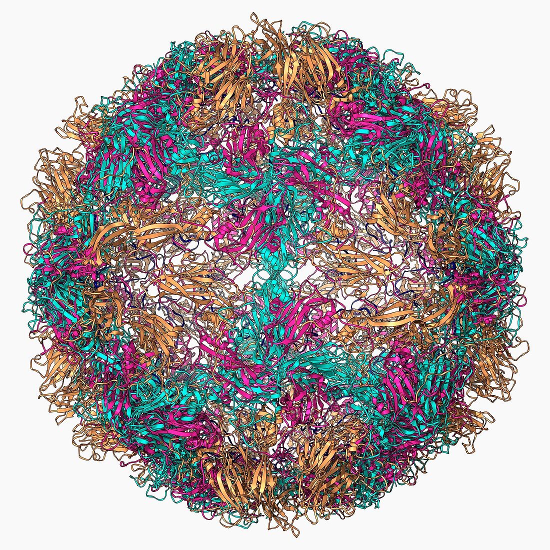 Rhinovirus 14 capsid,molecular model