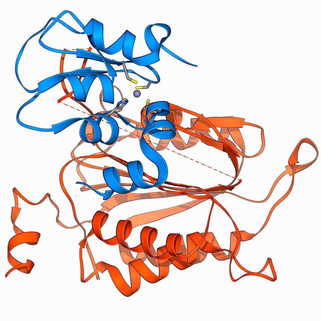 Caspase-9 with inhibitor,molecular model
