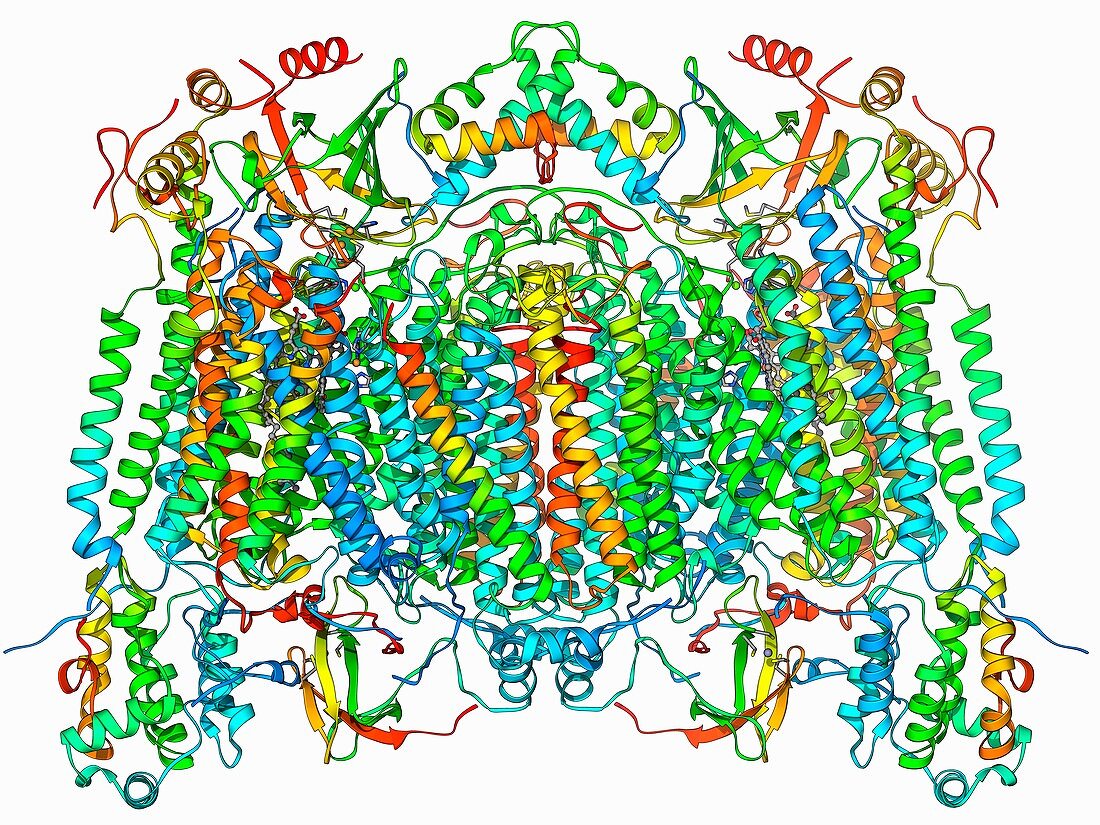 Cytochrome c oxidase molecule