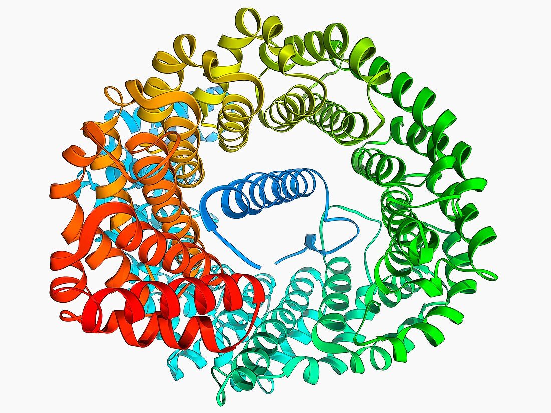 Importin heterodimer protein