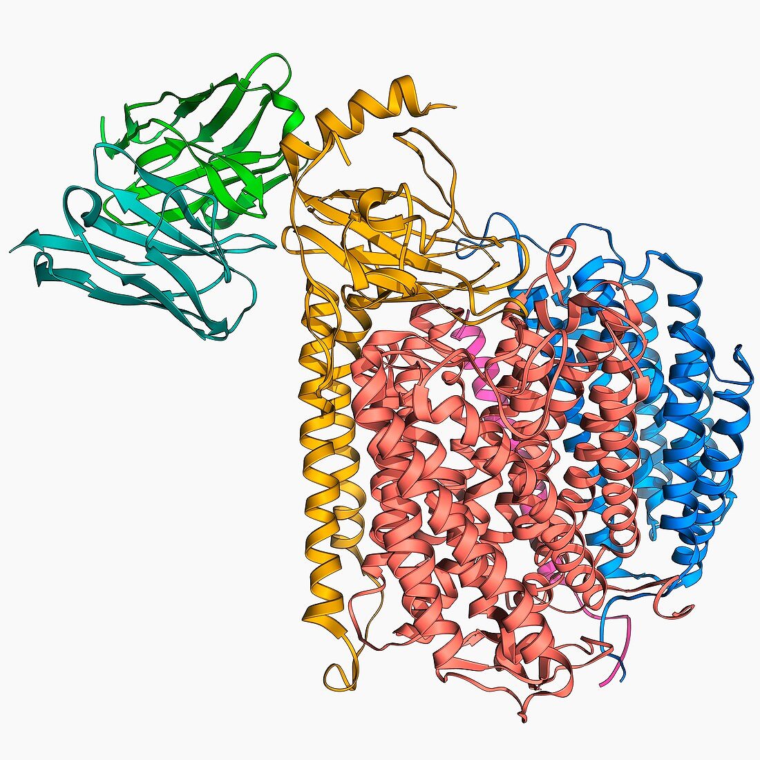 Cytochrome c oxidase and antibody