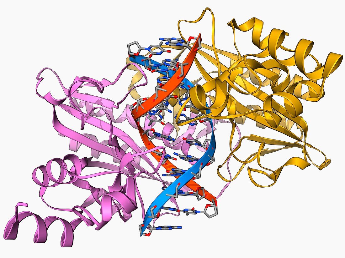 EcoRV restriction enzyme molecule