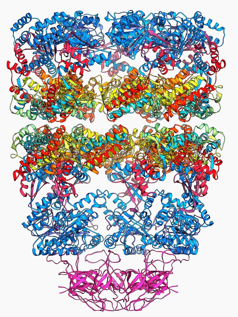 Chaperonin protein complex
