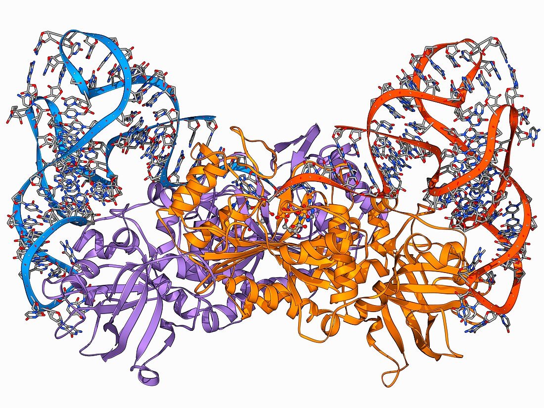 Aspartyl-tRNA synthetase molecule
