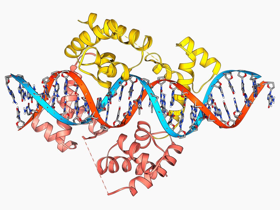 Pit-1 transcription factor bound to DNA