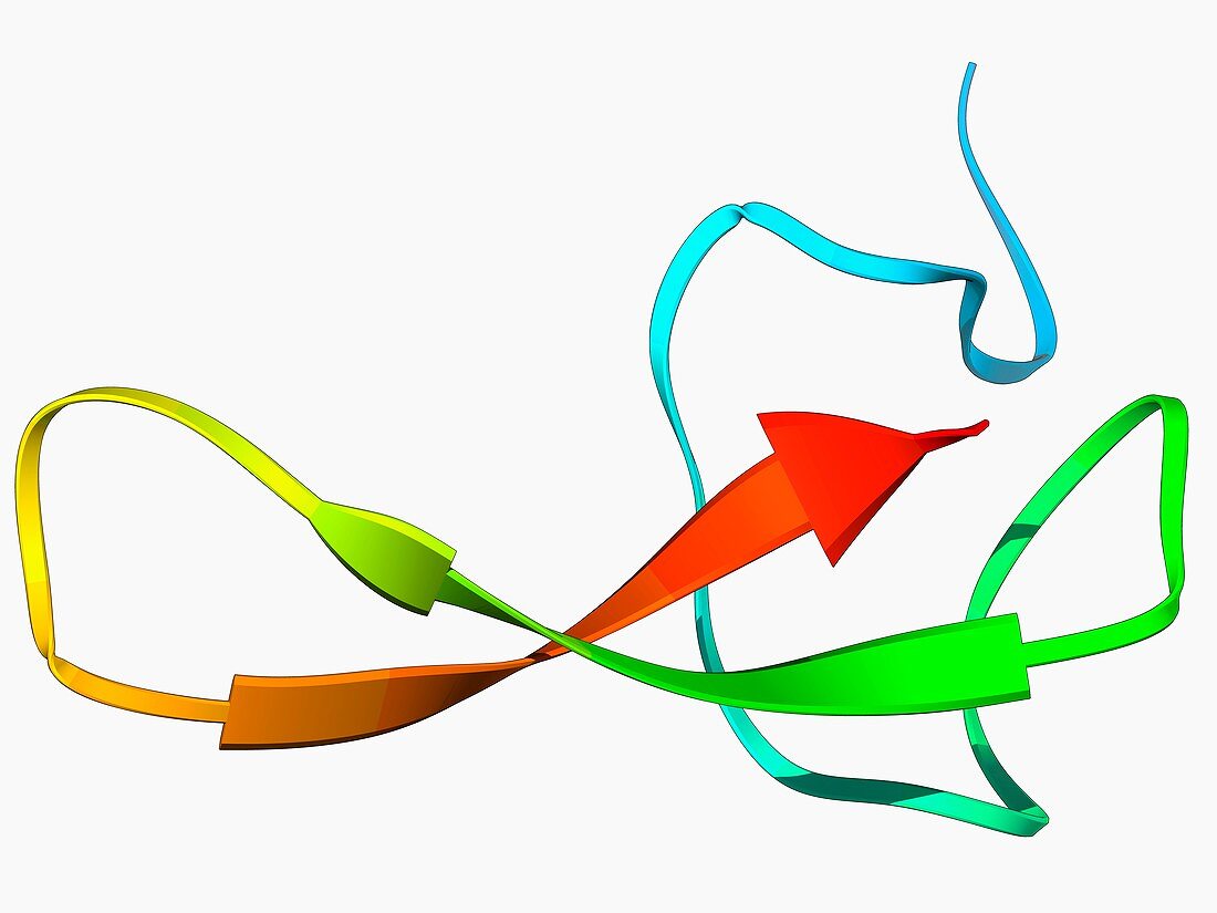 Funnel-web spider toxin molecule