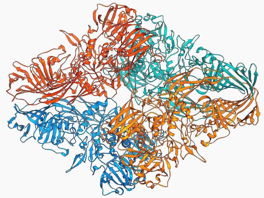 Beta-galactosidase molecule