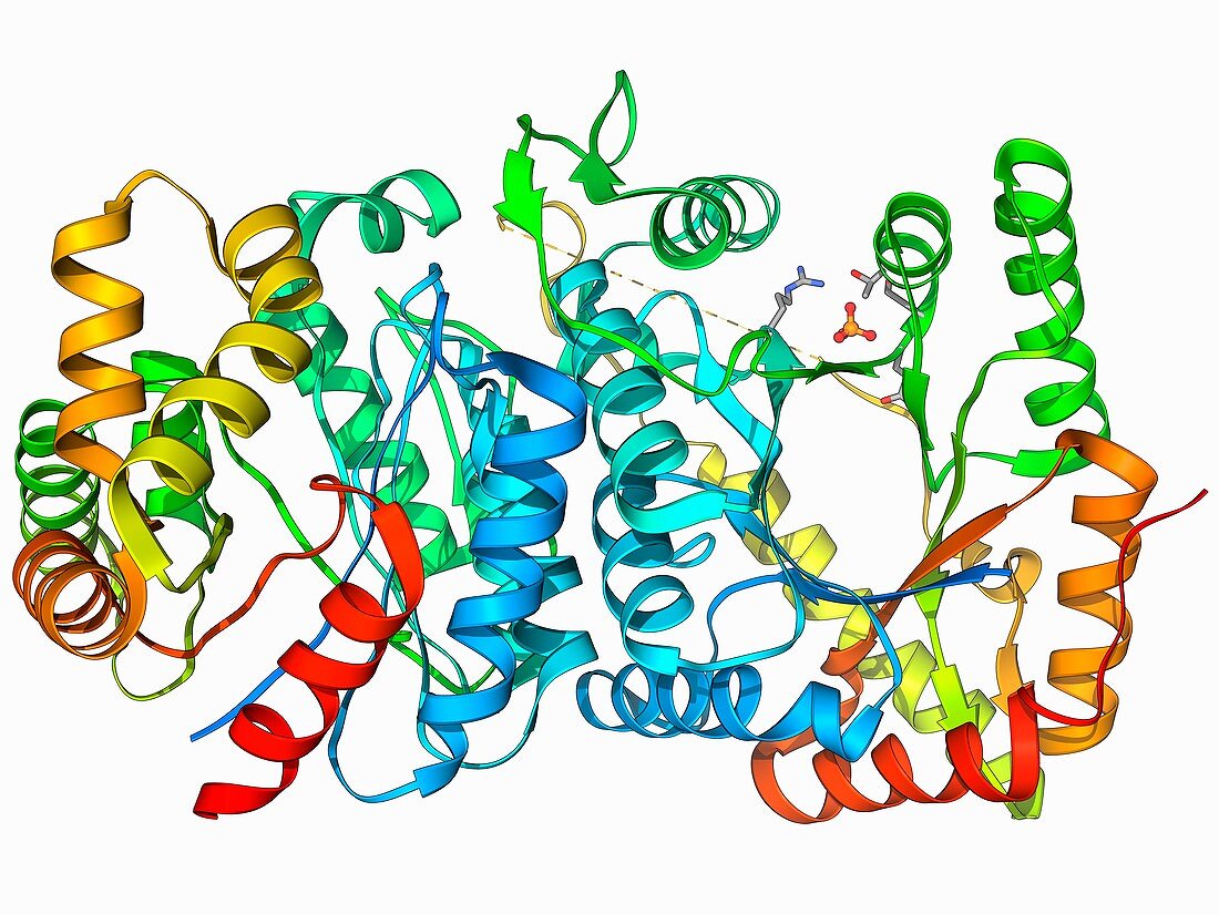 Bioluminescent enzyme molecule