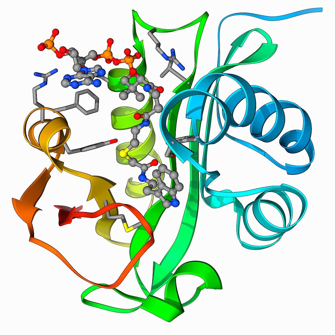 Serotonin N-acetyl transferase molecule