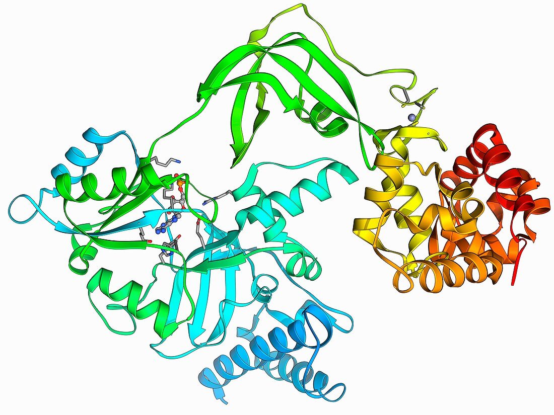 NAD-dependent DNA ligase molecule