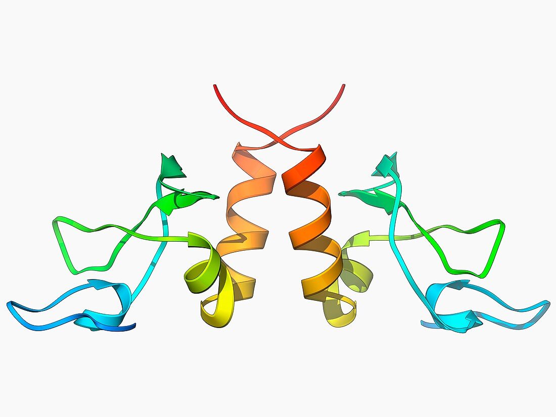 HP1 molecule C-terminal domain