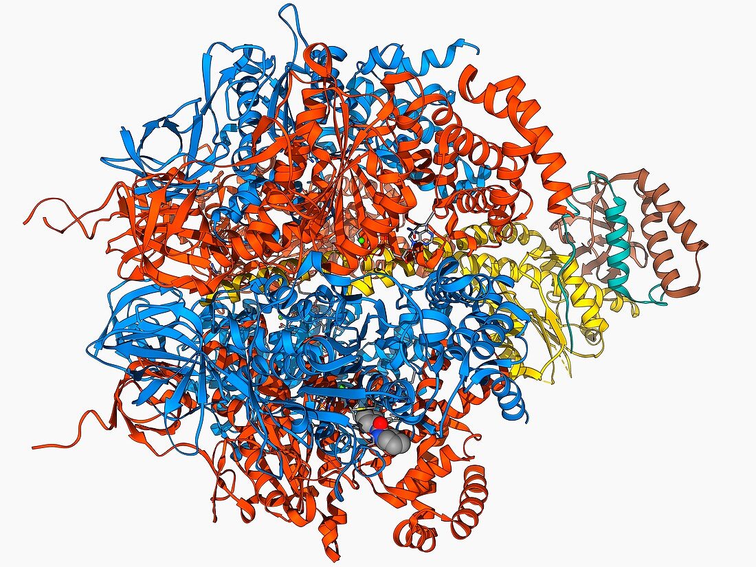 ATPase molecule