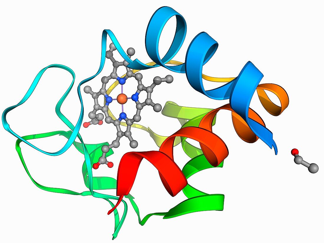 Cytochrome C,molecular model