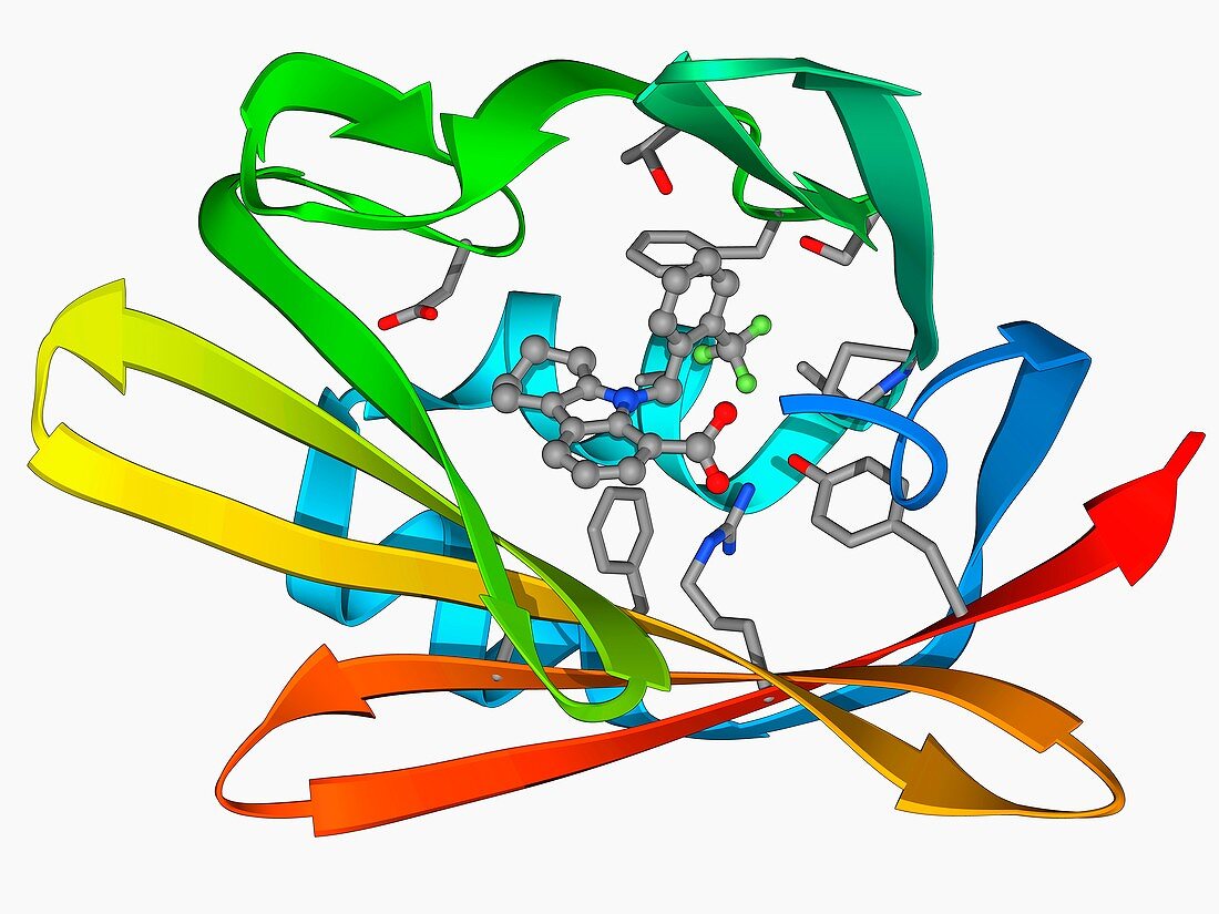 Fatty acid binding protein and inhibitor