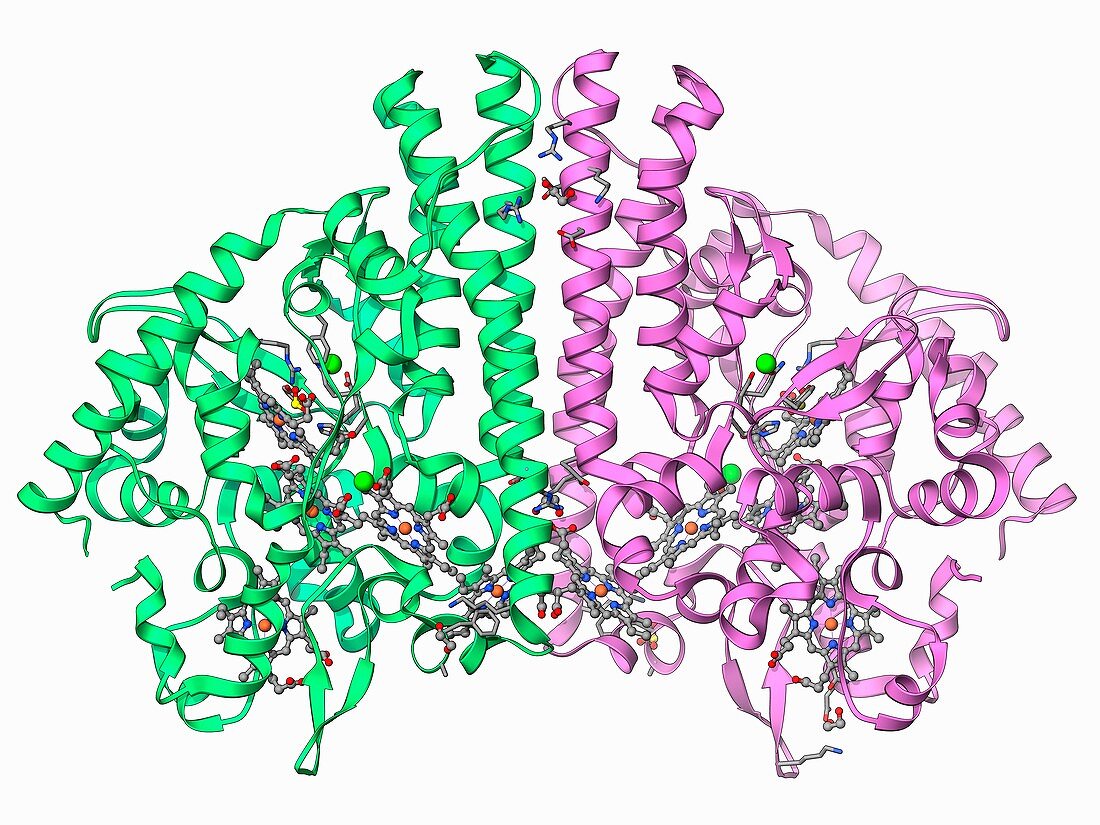 Cytochrome C,molecular model