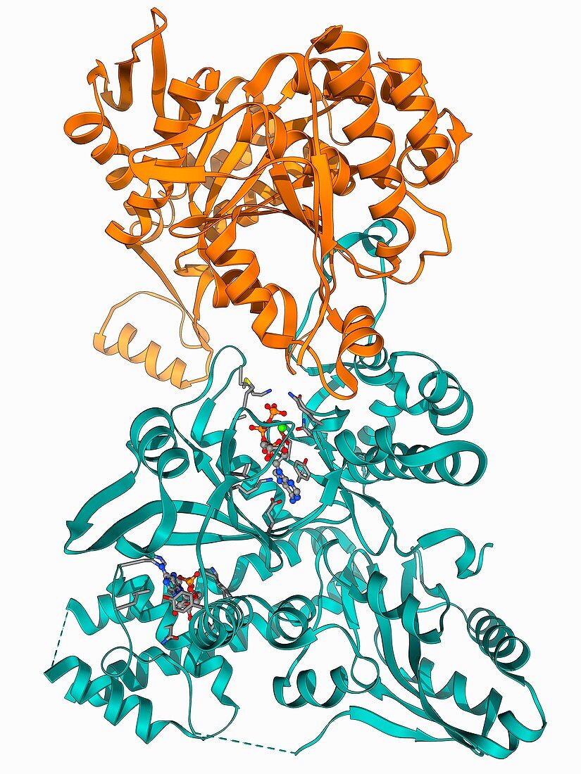 Isocitrate dehydrogenase kinase