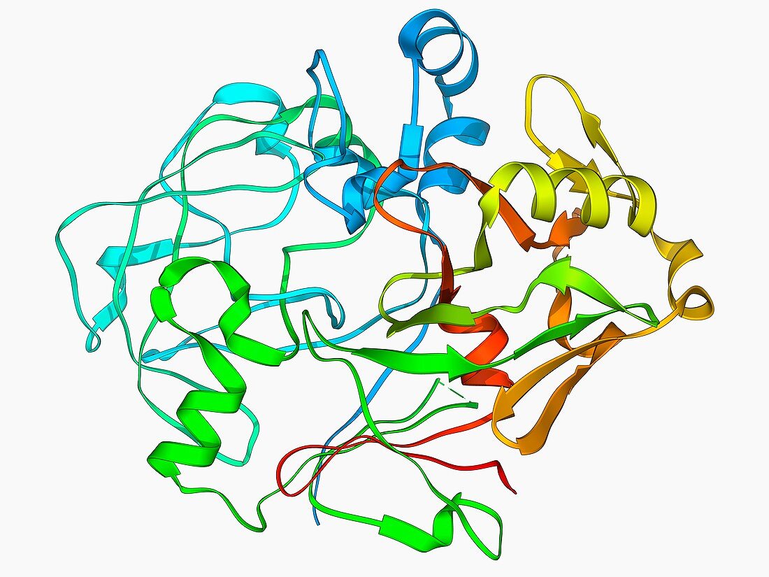 Pepsinogen molecule