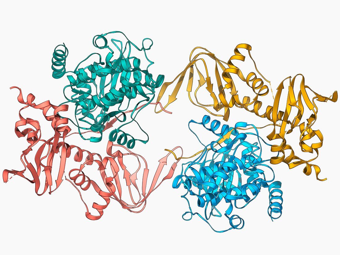 cAMP-dependent protein kinase molecule