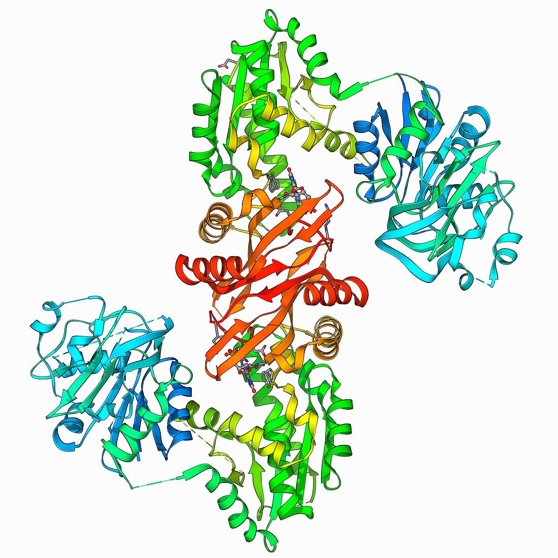 GMP synthetase enzyme
