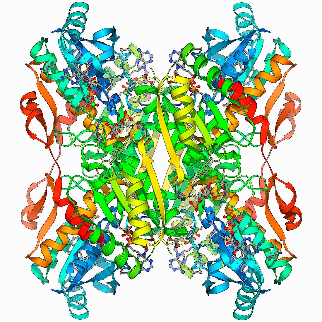 Phosphofructokinase bacterial enzyme