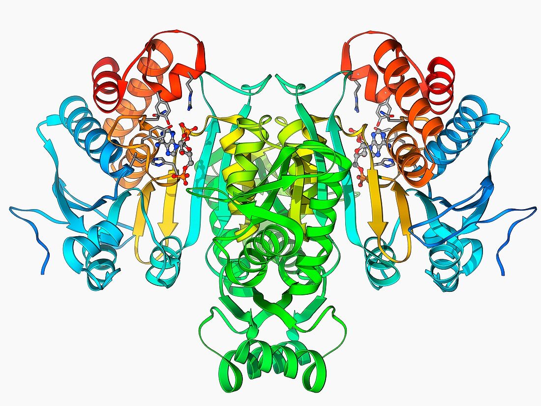 NADP-dependent isocitrate dehydrogenase
