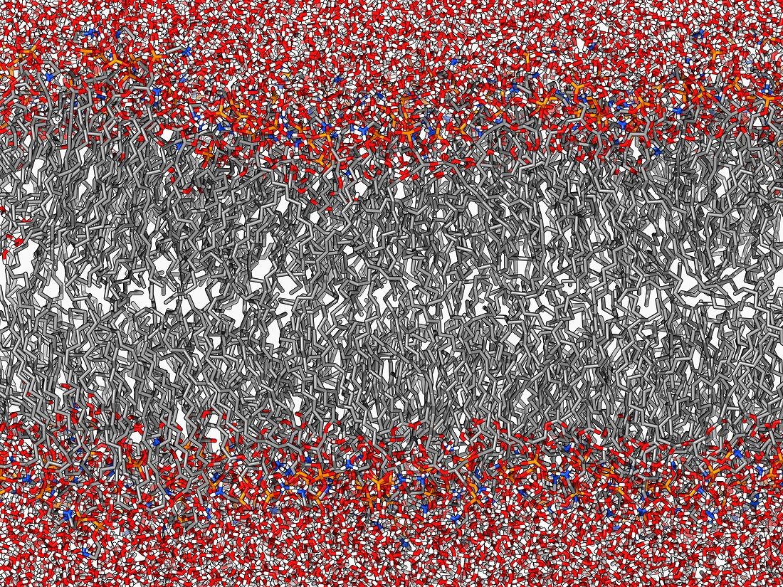 Palmitoyloleoyl PE lipid bilayer