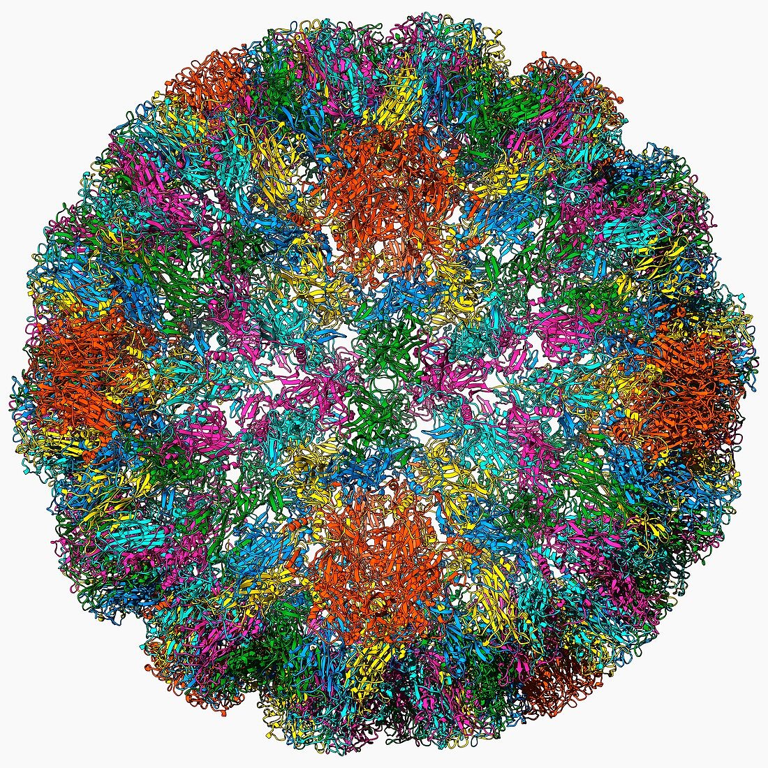 SV40 virus capsid,molecular model