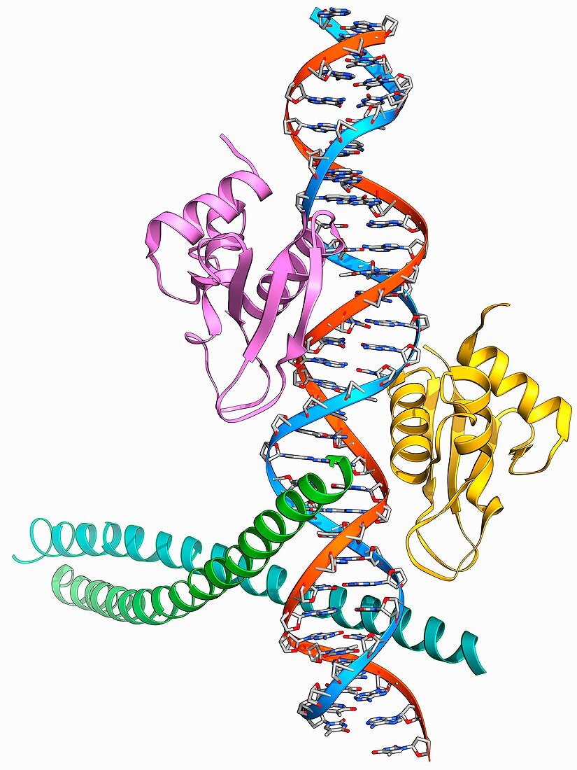 Transcription activation of IFN-beta gene