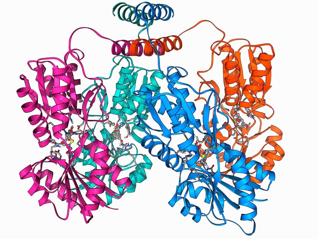 LAC repressor molecule