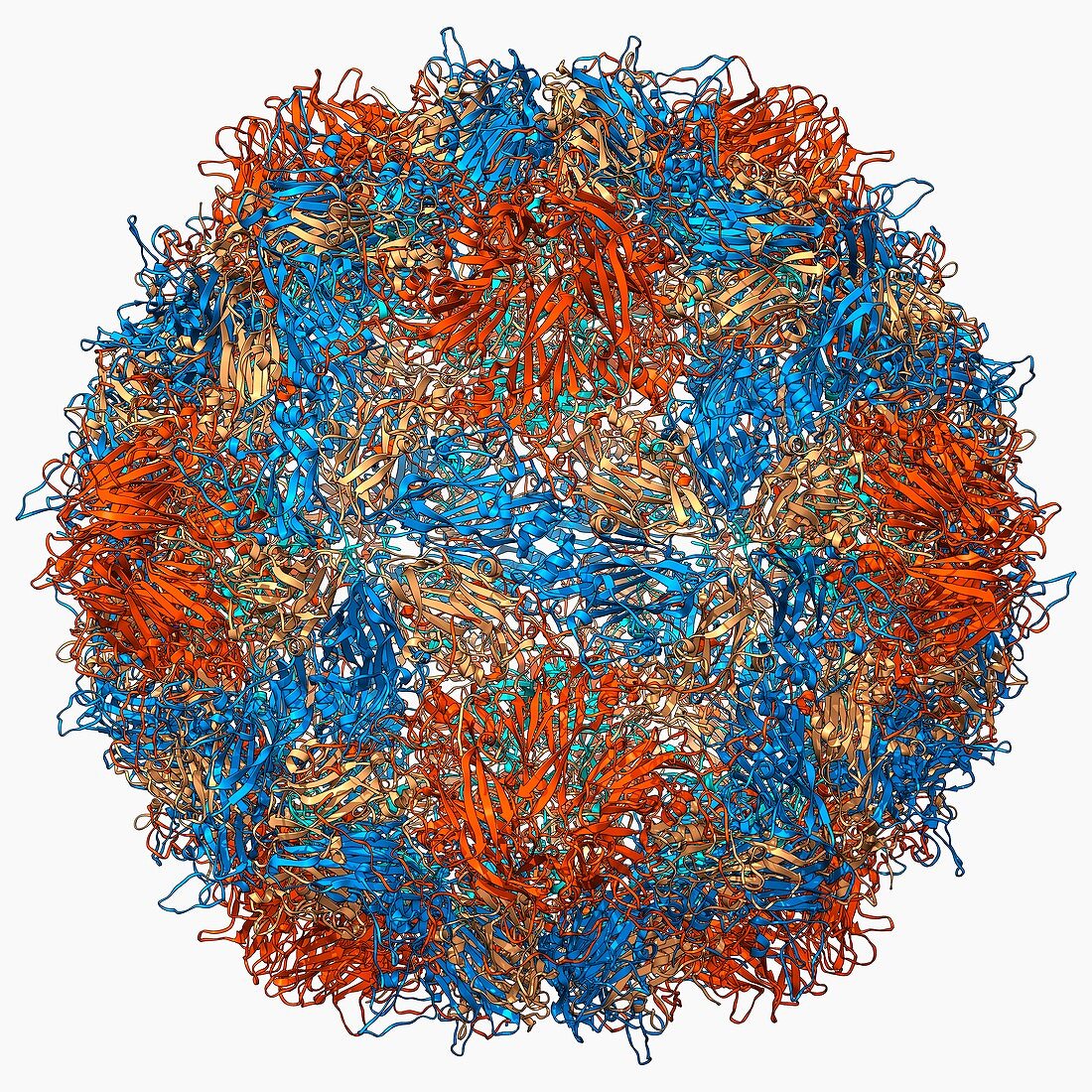 Poliovirus type 3 capsid,molecular model