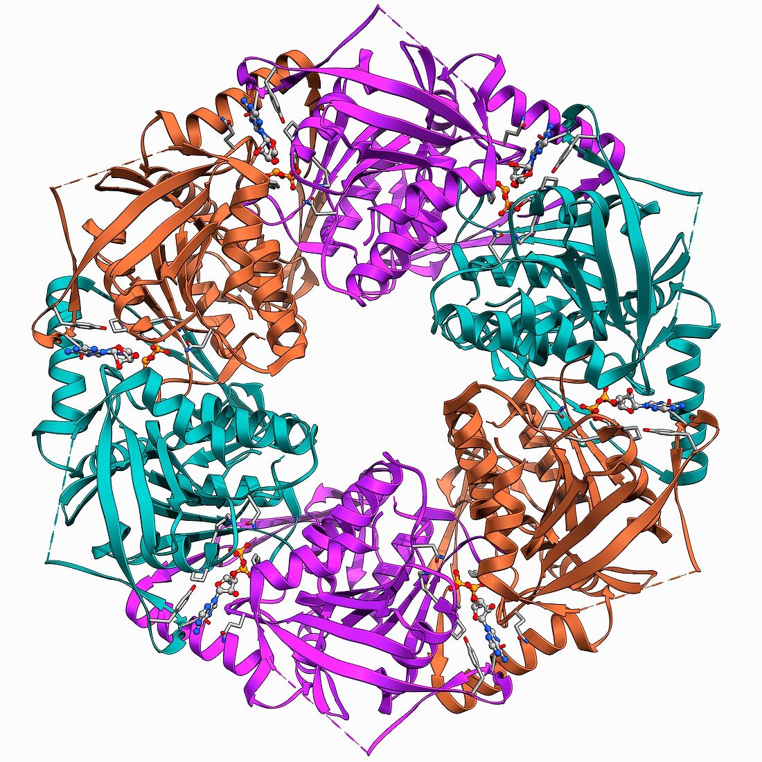 Bacteriophage ATPase molecule
