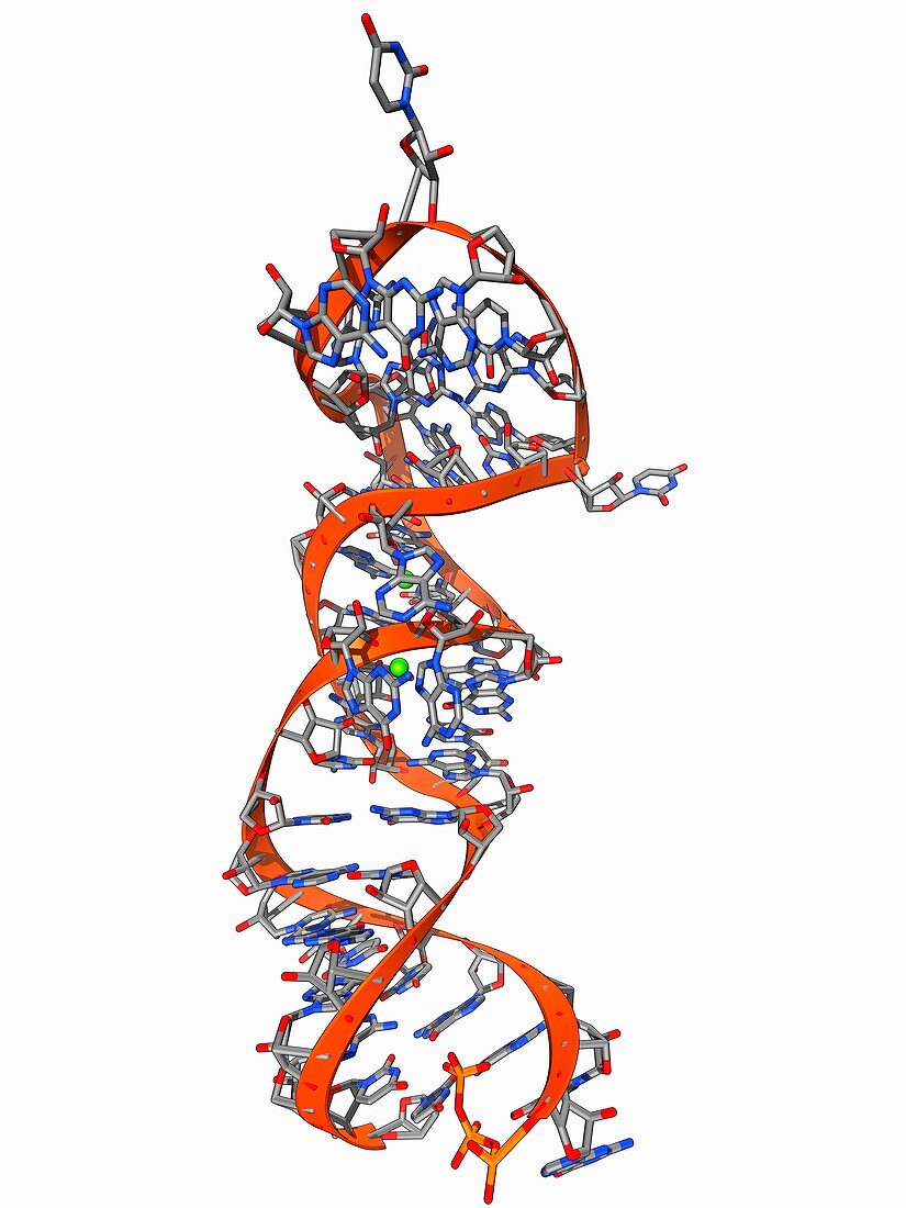 RNA stem-loop motif,molecular model