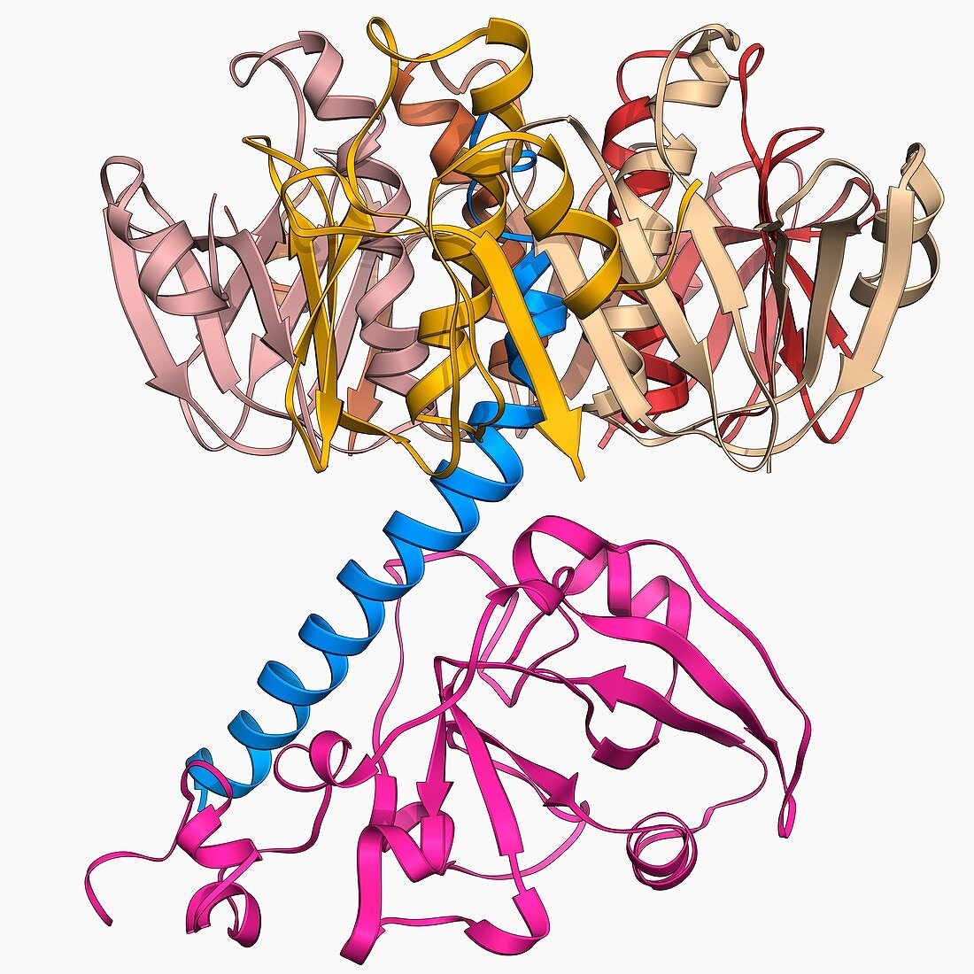 Cholera toxin molecule