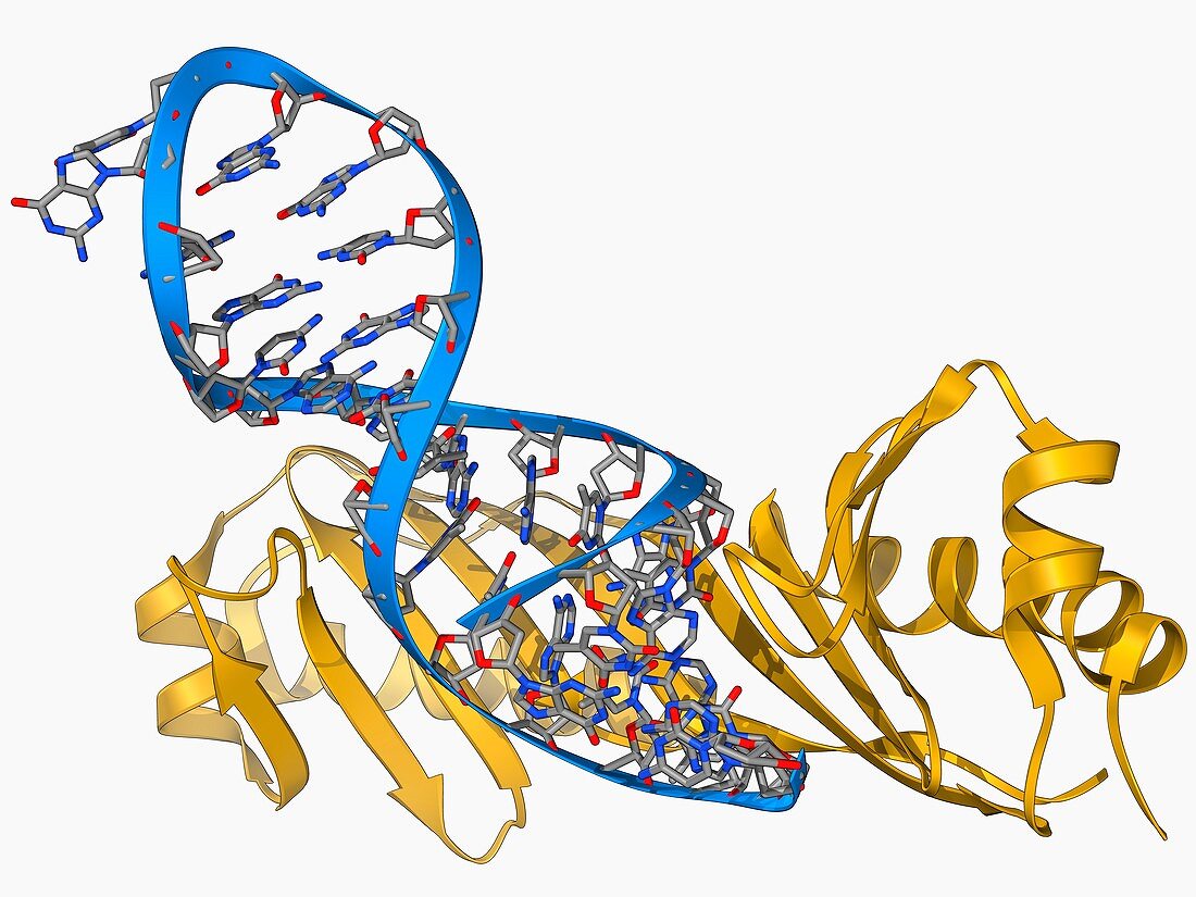 TATA box-binding protein and DNA