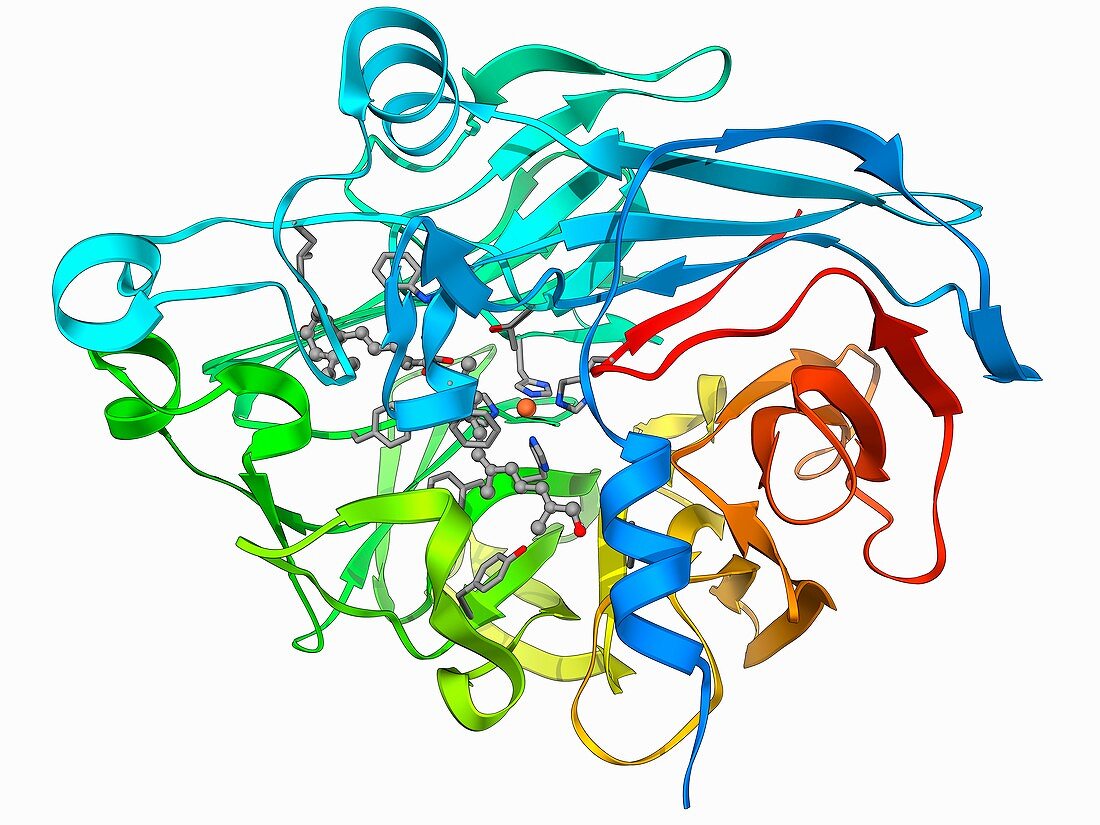 Retinal-producing oxygenase enzyme